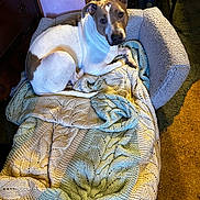 Cleo is registered to the contest to win money with this photo: dog, pet_bed, blanket, indoor, cozy, curious, brown_and_white, knitted, fur, floor, carpet, furniture, home, resting, animal, canine, relaxed, looking_at_camera, quiet, comfortable