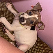 Cleo Marie joined the competition — help win amazing prizes! puppy, dog, pet, cute, animal, cushion, brown, white, pink_wall, indoor, looking_up, ears_up, collar, paw, resting, human_leg, texture, close_up, young_dog, companion