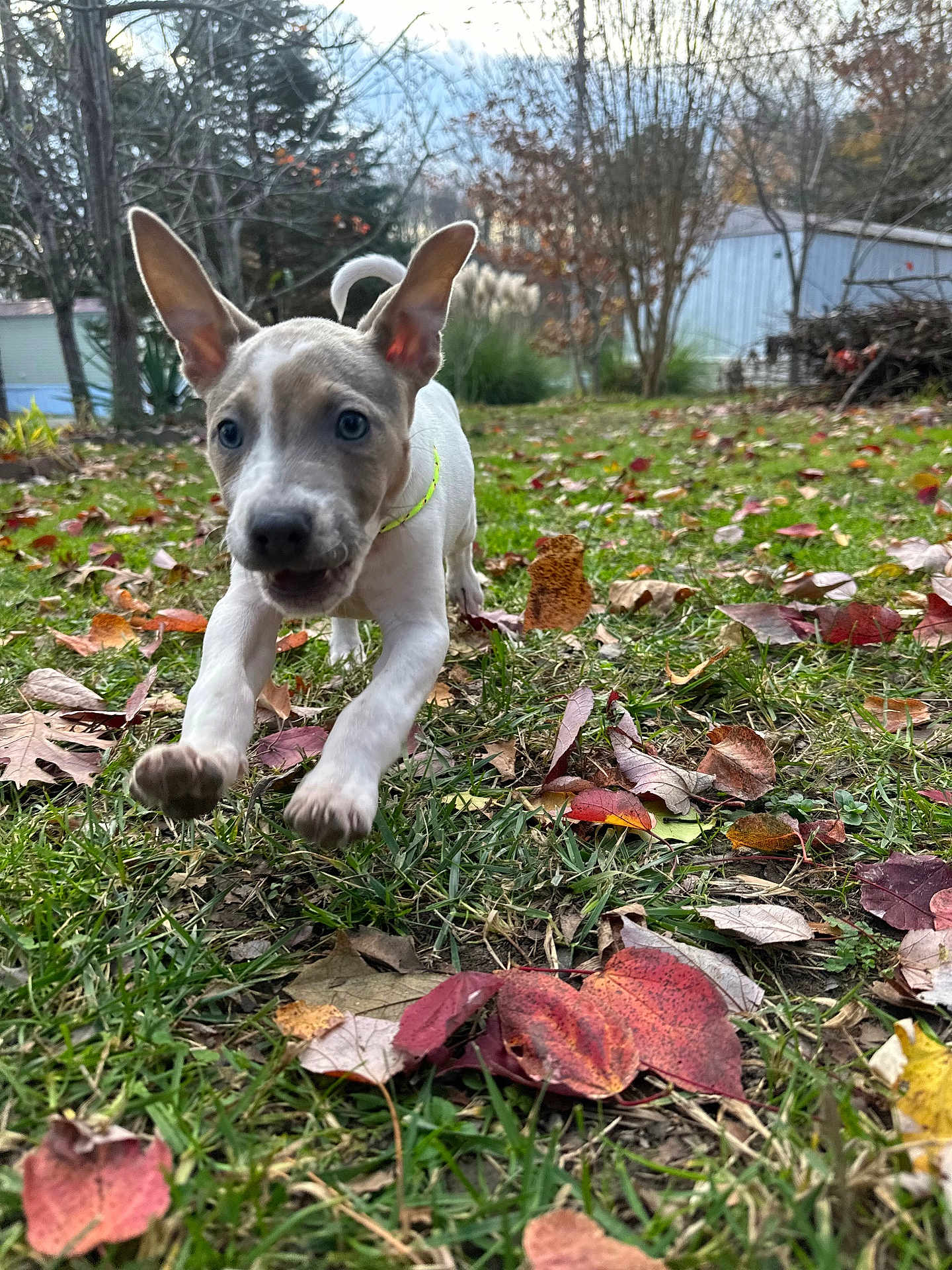 Cleo Marie is registered to the contest to win money with this photo: puppy, dog, grass, autumn, leaves, outdoor, playful, running, ears, young, nature, yard, fall, canine, pet, animal, green, brown, daylight, cute