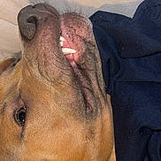 Kjay is registered to the contest to win money with this photo: animal, brown_fur, canine, close_up, cozy, cute, dog, ear, face, fur, indoor, lying_down, pet, relaxed, resting, sleepy, snout, teeth, tongue_hidden, whiskers