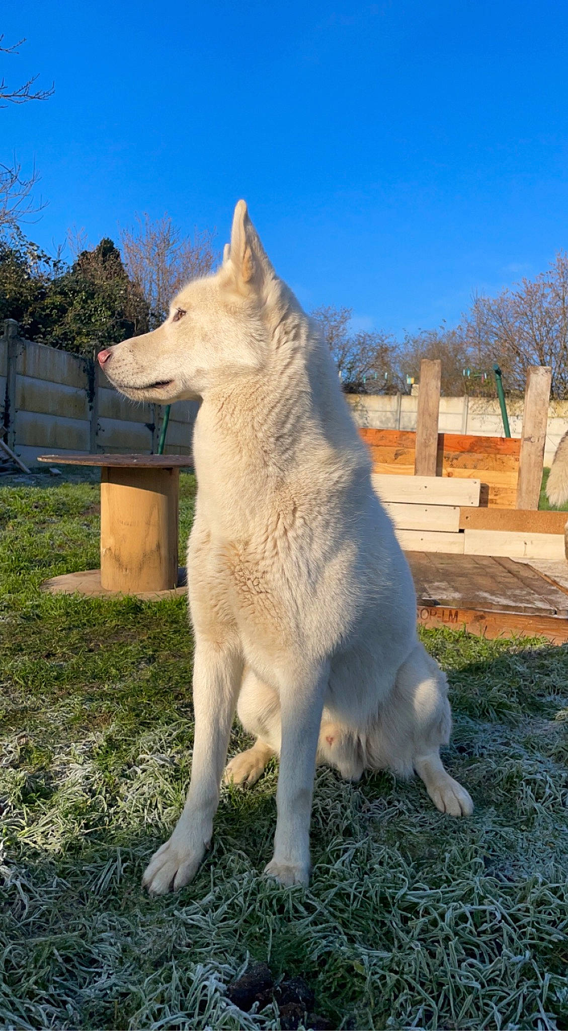 Tom a rejoint le concours — aidez-le/la à gagner de superbes lots ! ancient_dog_breeds, canidae, canis, carnivore, companion_dog, dog, dog_breed, grass, non_sporting_group, plant, sky, snout, sporting_group, tail, terrestrial_animal, tree, wildlife, wolf, working_animal, working_dog