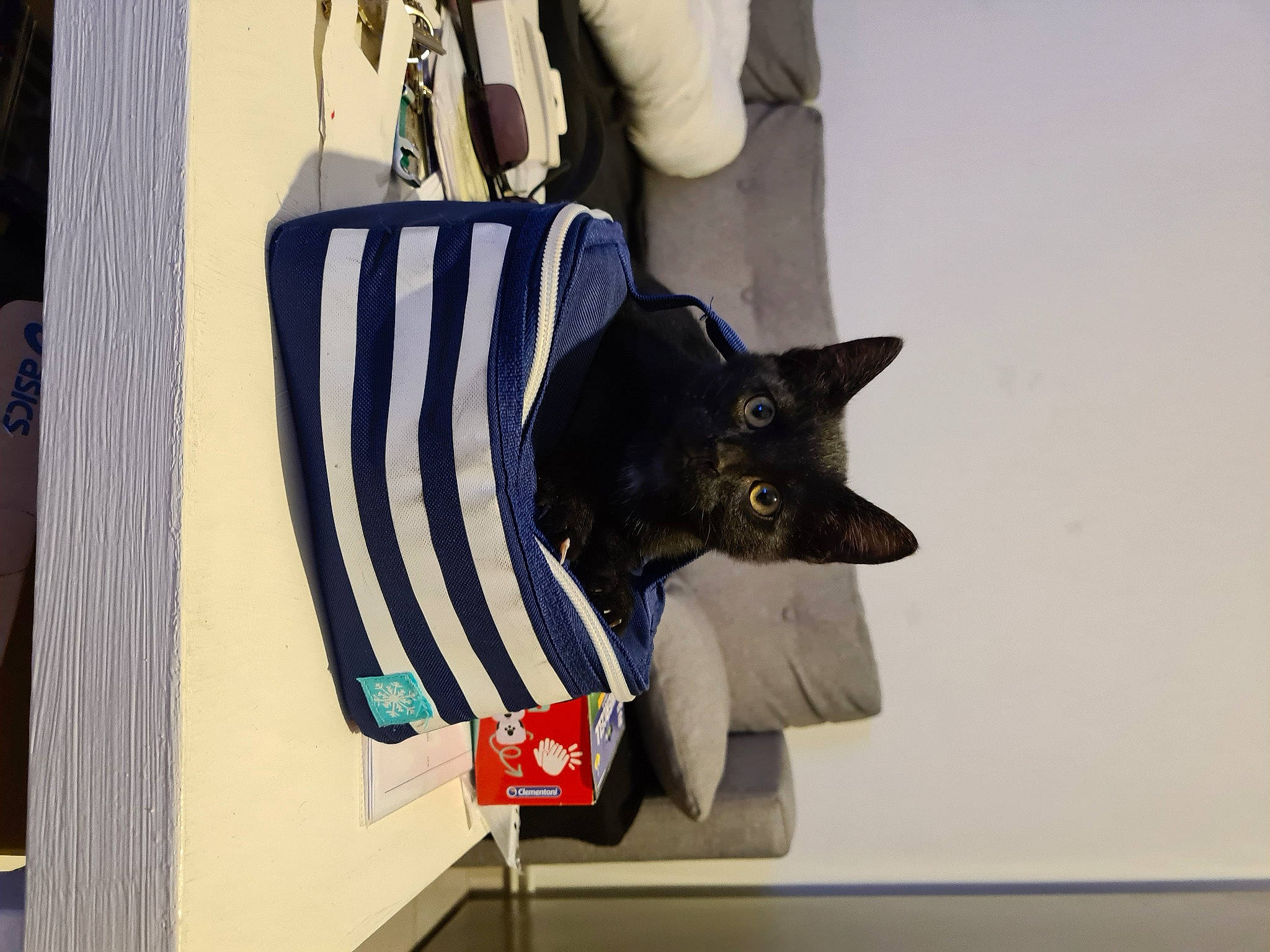 Supra a rejoint le concours — aidez-le/la à gagner de superbes lots ! art, bag, carmine, carnivore, cat, electric_blue, fashion_accessory, felidae, flag, flag_day_usa, flag_of_the_united_states, fur, linens, official, sleeve, small_to_medium_sized_cats, sportswear, street_fashion, uniform, window