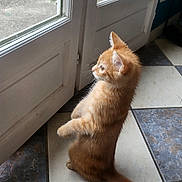 Fiesta a rejoint le concours — aidez-le/la à gagner de superbes lots ! cat, kitten, orange_cat, standing, indoors, door, glass_door, curious, pet, animal, fur, whiskers, tail, floor, tile_floor, home, window, light, side_view, cute