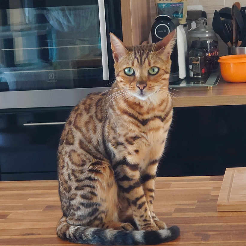 Nala a rejoint le concours — aidez-le/la à gagner de superbes lots ! animal, bengal_cat, cat, container, countertop, domestic, feline, green_eyes, indoor, kitchen, modern_kitchen, oven, pet, sitting, spotted, staring, striped, tabby, utensils, wooden_surface
