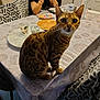 cat, table, dining_table, person, glass, plate, food, tablecloth, indoor, furniture, pattern, animal, pet, curious, seated, brown, spotted, meal, kitchen, domestic