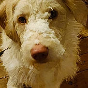 Willy joined the competition — help win amazing prizes! dog, pet, close_up, white_fur, brown_eyes, snout, nose, paws, muzzle, fur_texture, indoor, wooden_floor, floor, looking_up, guilty_expression, closeup_portrait, messy, whiskers, ear, nose_snow