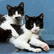 Checkers And Seven joined the competition — help win amazing prizes! cat, black_and_white, feline, animal, pet, relaxed, resting, paw, two_cats, companion, cute, whiskers, ears, outdoor, blue_background, portrait, lying_down, fur, mammal, domestic