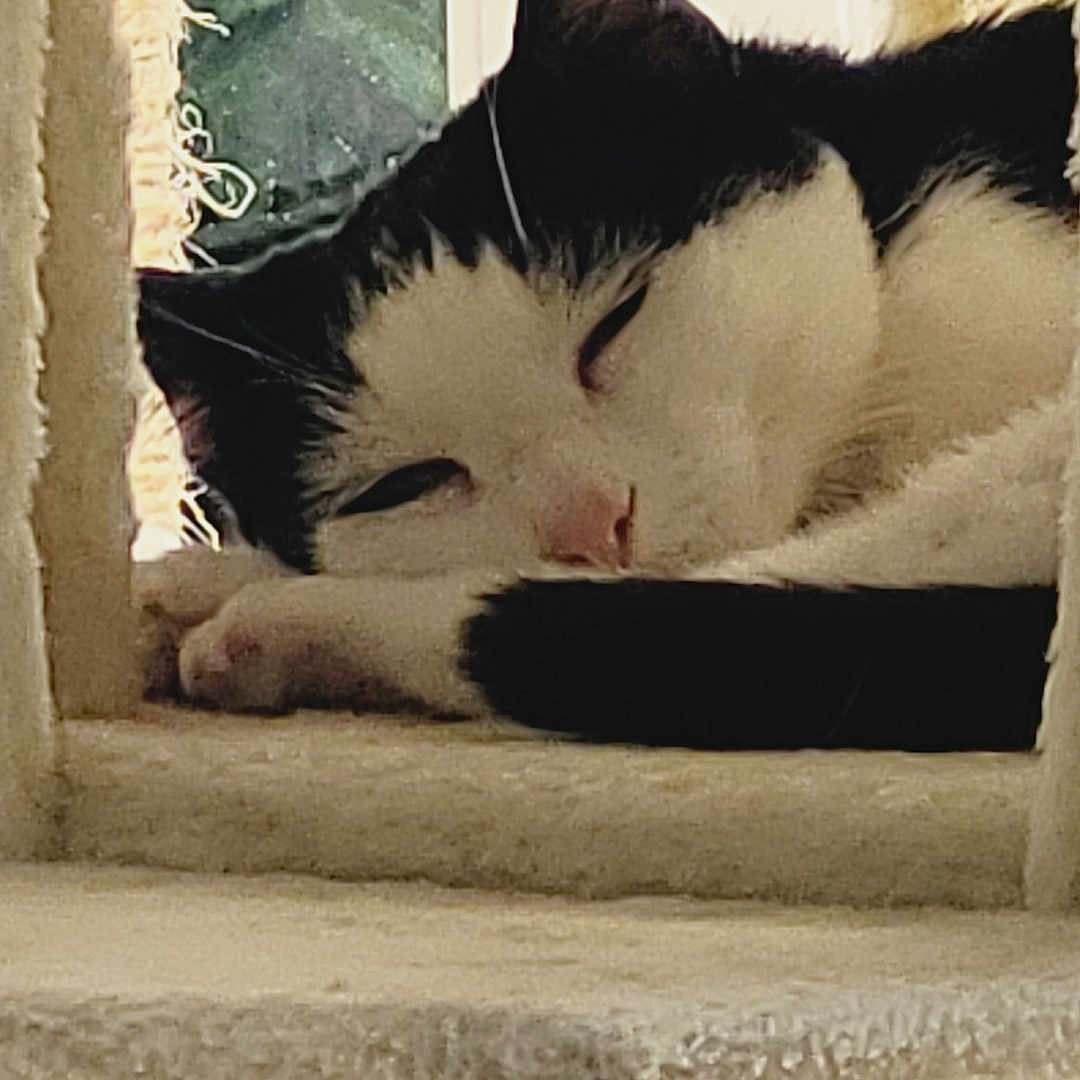 Boomerang a rejoint le concours — aidez-le/la à gagner de superbes lots ! animal, black_and_white, cat, cat_tree, close_up, cozy, daylight, ear, feline, fur, home, indoor, napping, paw, pet, relaxing, resting, sleeping, whiskers, window