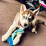 Mika joined the competition — help win amazing prizes! puppy, dog, husky, blue_eyes, toy, chew_toy, carpet, indoor, pet, animal, playful, cute, fur, ears, collar, lying_down, closeup, brown, white, background_blur