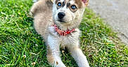 Mika joined the competition — help win amazing prizes! puppy, dog, grass, outdoor, collar, pet, animal, blue_eyes, cute, young, lying_down, nature, canine, fur, ears, sidewalk, daylight, curious, background, parked_car