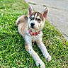 puppy, dog, grass, outdoor, collar, pet, animal, blue_eyes, cute, young, lying_down, nature, canine, fur, ears, sidewalk, daylight, curious, background, parked_car