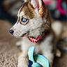 Mika joined the competition — help win amazing prizes! puppy, dog, husky, blue_eyes, toy, carpet, pet, animal, cute, young_dog, indoor, fur, collar, playful, paw, portrait, looking_away, domestic_animal, mammal, closeup