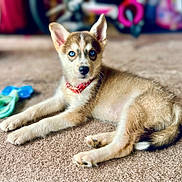 Mika is registered to the contest to win money with this photo: puppy, dog, blue_eyes, collar, carpet, toy, lying_down, young_dog, pet, indoor, cute, animal, fur, ears, nose, whiskers, playful, domestic_animal, looking_at_camera, relaxed