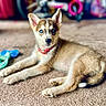 puppy, dog, blue_eyes, collar, carpet, toy, lying_down, young_dog, pet, indoor, cute, animal, fur, ears, nose, whiskers, playful, domestic_animal, looking_at_camera, relaxed