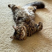 Mosely joined the competition — help win amazing prizes! animal, carpet, cat, collar, cozy, curious, cute, ears, feline, fluffy, fur, green_eyes, home, indoor, lying_down, pet, relaxed, tabby, tail, whiskers
