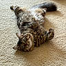 animal, carpet, cat, collar, cozy, curious, cute, ears, feline, fluffy, fur, green_eyes, home, indoor, lying_down, pet, relaxed, tabby, tail, whiskers
