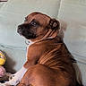 dog, brown_dog, white_paws, couch, indoor, pet, canine, resting, looking_back, cozy, blanket, furniture, domestic_animal, relaxed, animal, companion, fur, ears, collar, home