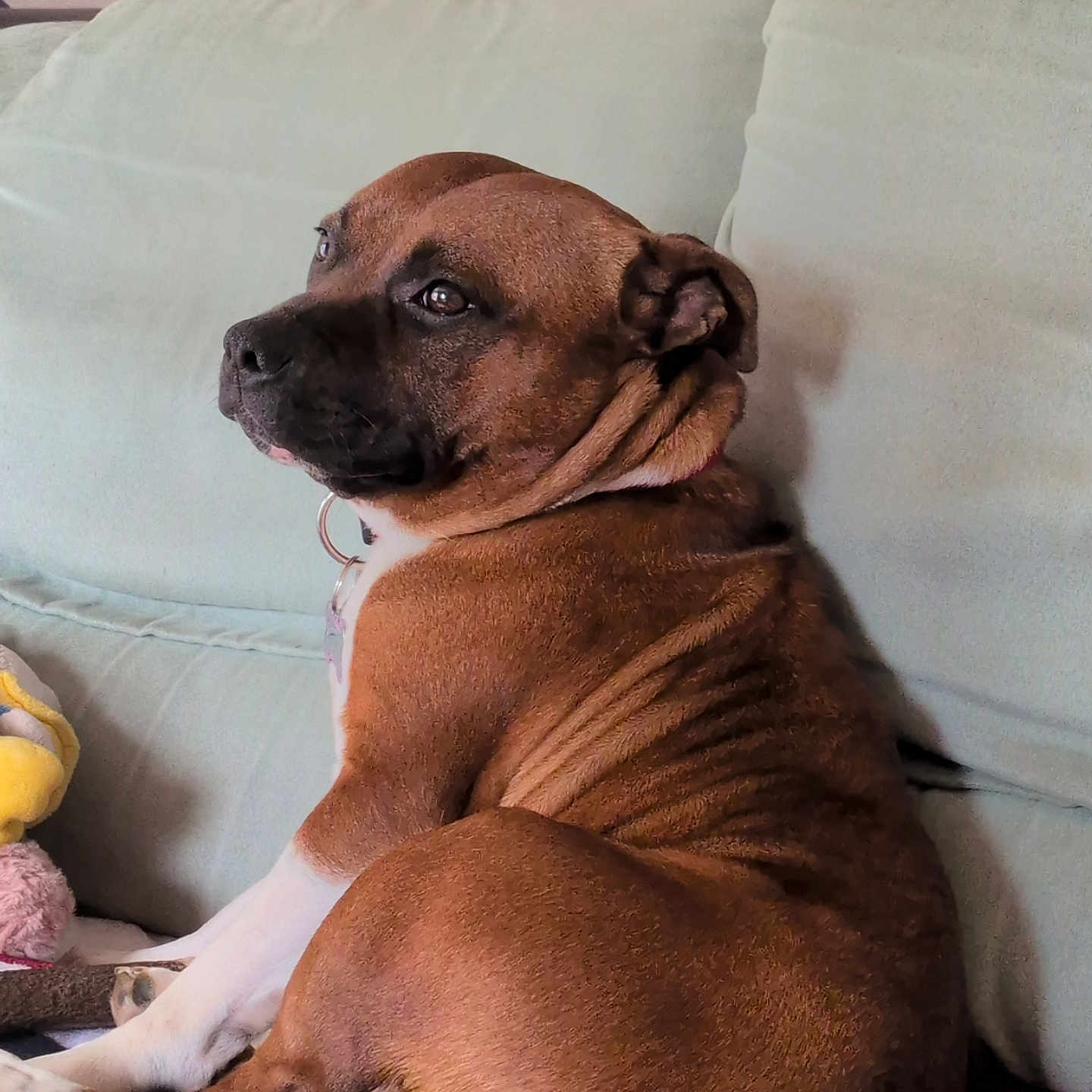 Valina a rejoint le concours — aidez-le/la à gagner de superbes lots ! dog, brown_dog, white_paws, couch, indoor, pet, canine, resting, looking_back, cozy, blanket, furniture, domestic_animal, relaxed, animal, companion, fur, ears, collar, home