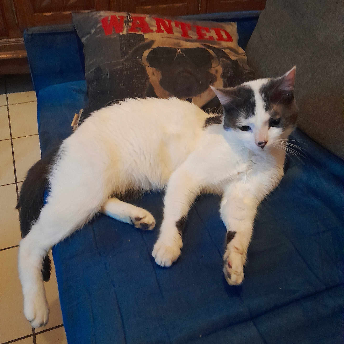 Kiwi participe au concours pour gagner de l'argent avec cette photo : abyssinian, accessories, animal, architecture, armchair, building, cat, chair, couch, cushion, furniture, glasses, homedecor, indoors, kitten, livingroom, manx, pet, plywood, room