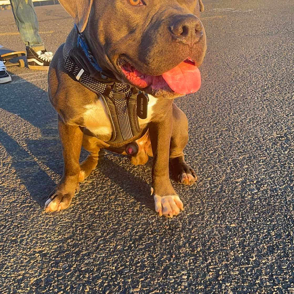 Major