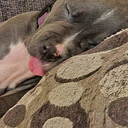 Mary Jane is registered to the contest to win money with this photo: dog, sleeping, tongue_out, close_up, couch, cushion, patterned_fabric, brown, tan, pet, domestic_animal, resting, cute, collar, indoor, cozy, relaxed, fur, animal, snout