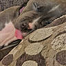 dog, sleeping, tongue_out, close_up, couch, cushion, patterned_fabric, brown, tan, pet, domestic_animal, resting, cute, collar, indoor, cozy, relaxed, fur, animal, snout