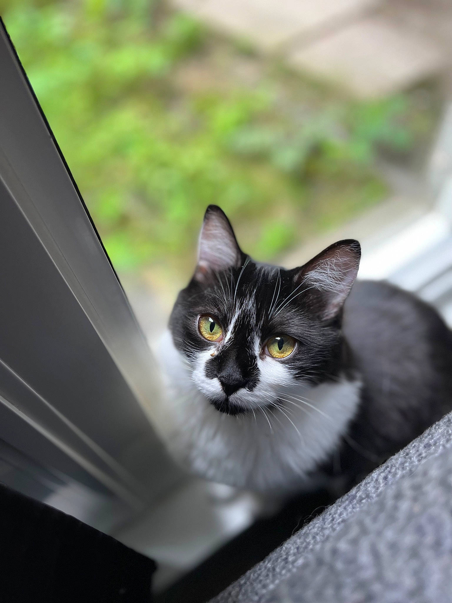 Lyly participe au concours pour gagner de l'argent avec cette photo : auto_part, automotive_design, box, carnivore, cat, domestic_short_haired_cat, door, felidae, formal_wear, fur, grey, monochrome_photography, plant, sitting, small_to_medium_sized_cats, snout, tree, whiskers, window, windshield