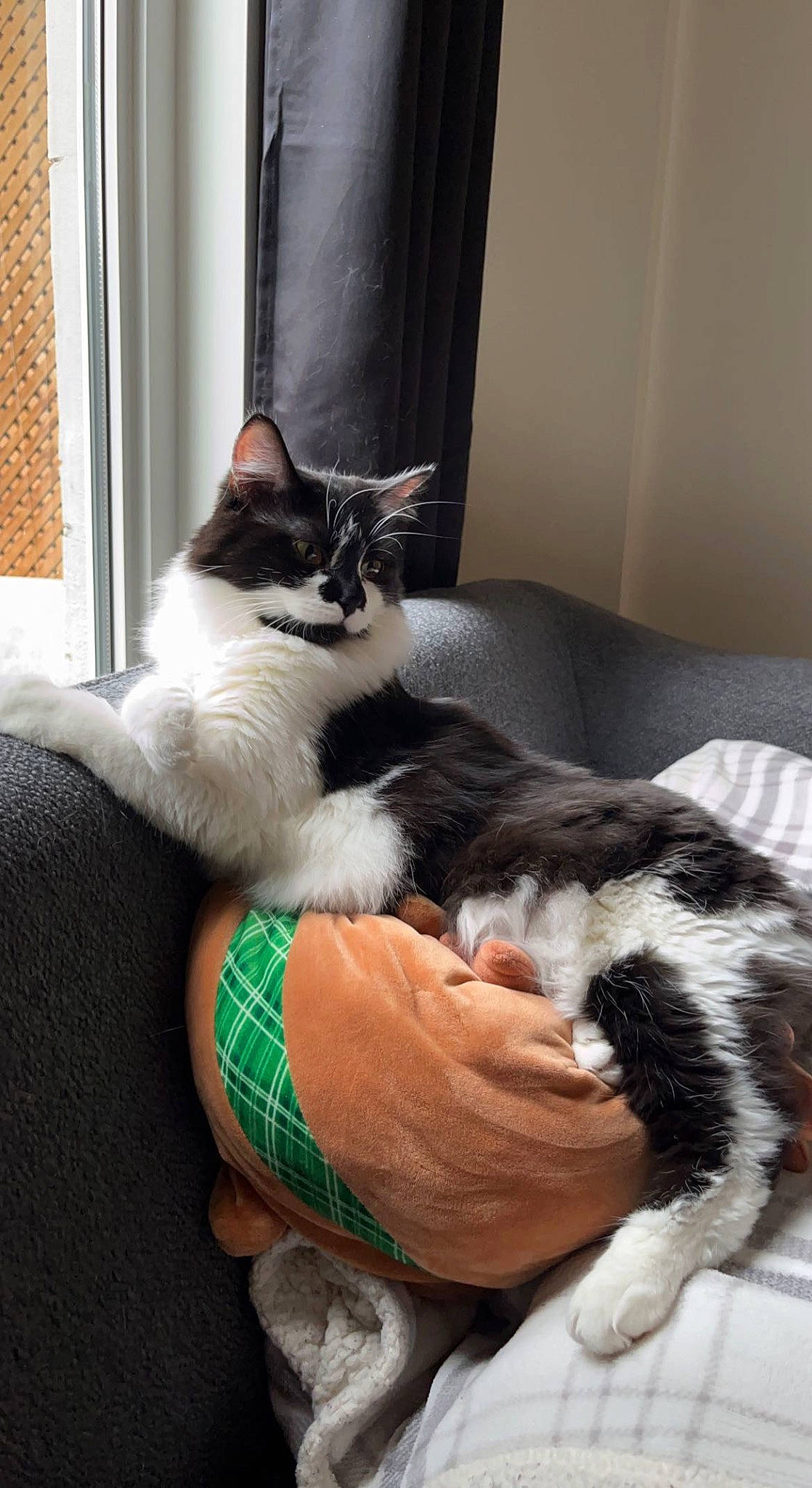 Lyly a rejoint le concours — aidez-le/la à gagner de superbes lots ! carnivore, cat, cat_supply, claw, comfort, companion_dog, curtain, domestic_short_haired_cat, felidae, flooring, foot, fur, grey, lap, paw, sitting, small_to_medium_sized_cats, tail, whiskers, wood