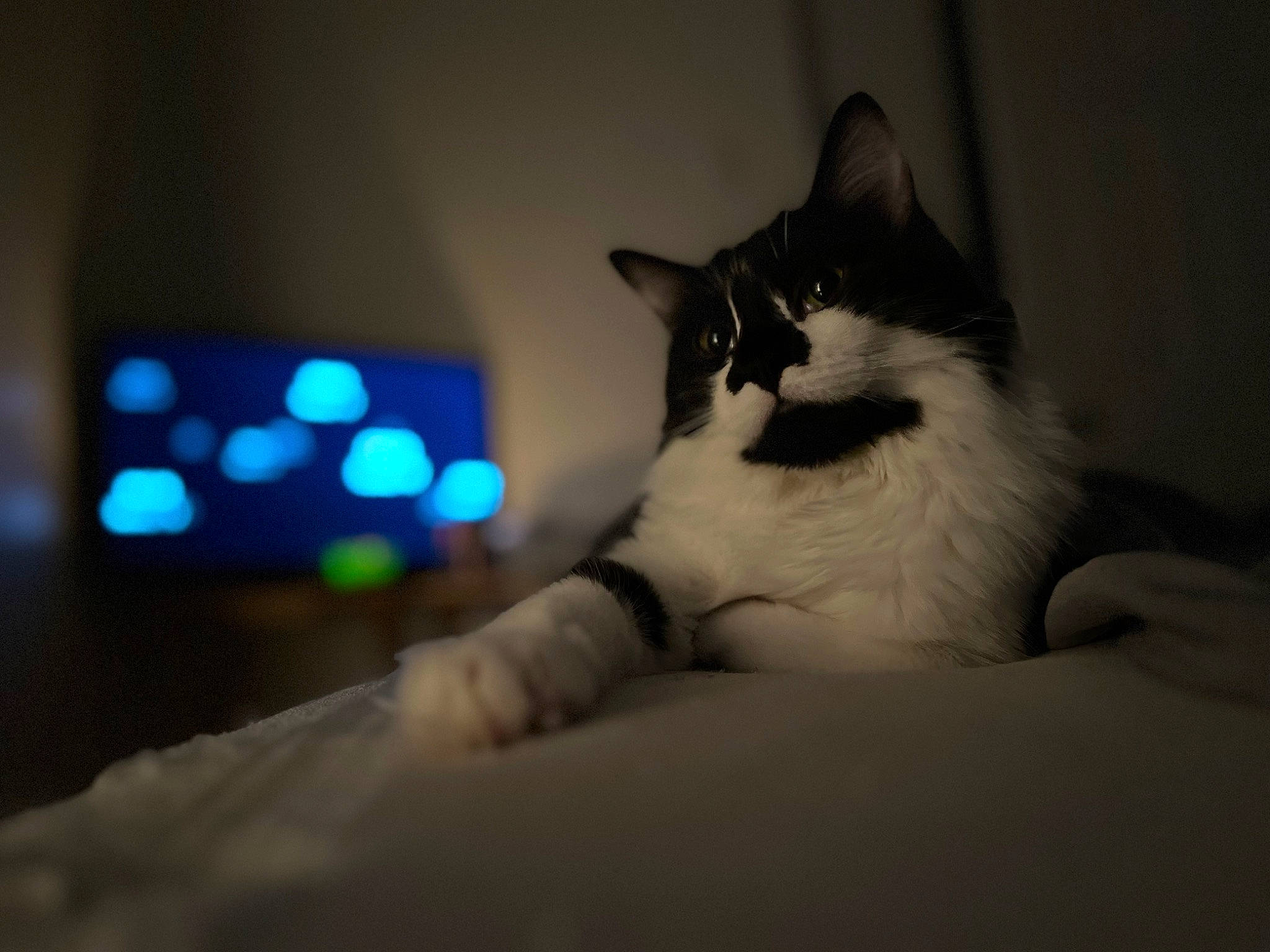 Lyly a rejoint le concours — aidez-le/la à gagner de superbes lots ! automotive_lighting, bed, carnivore, cat, claw, comfort, darkness, domestic_short_haired_cat, felidae, flash_photography, foot, fur, human_leg, monochrome_photography, paw, sitting, sky, small_to_medium_sized_cats, tail, whiskers