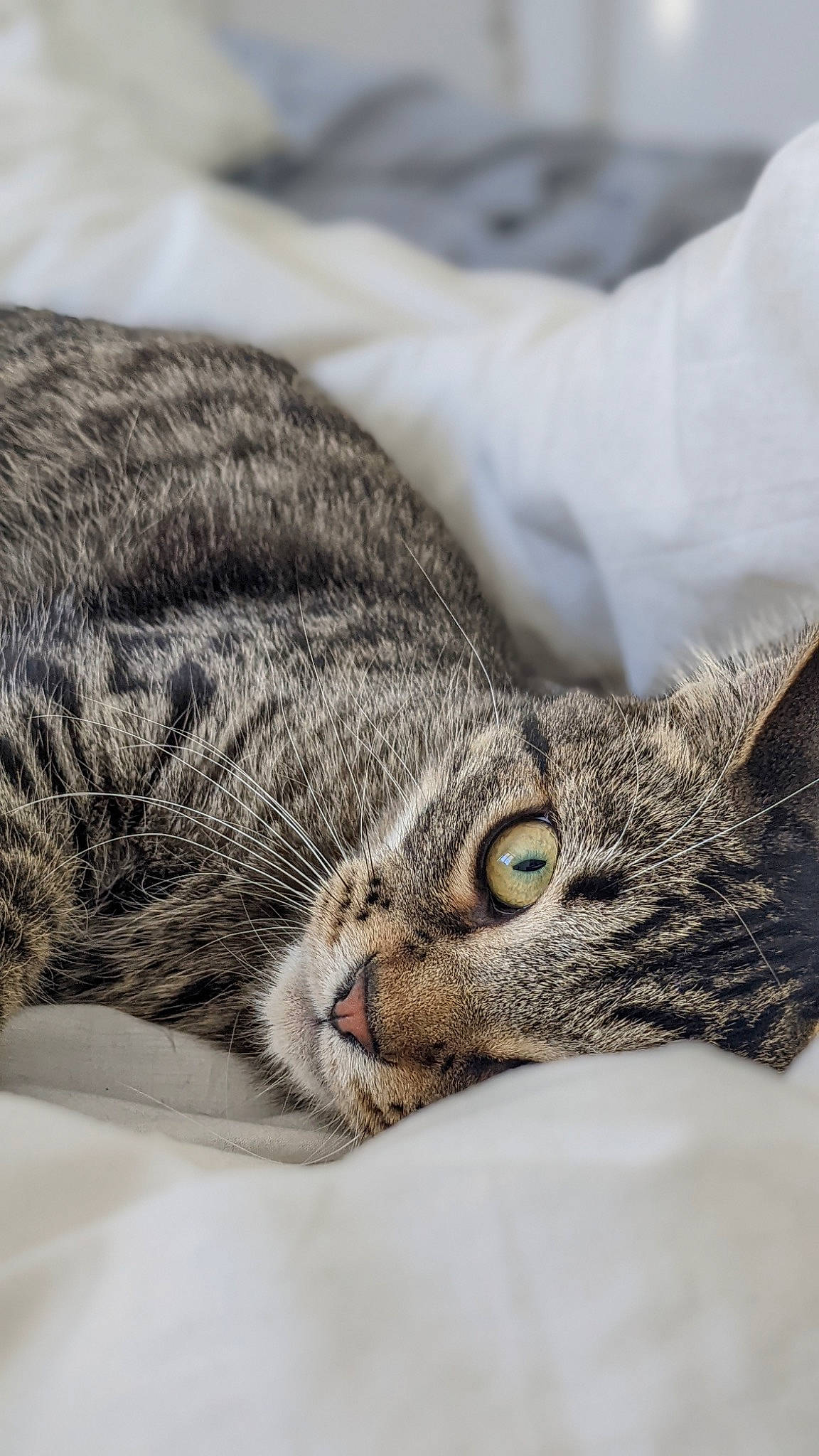 Christopher a rejoint le concours — aidez-le/la à gagner de superbes lots ! carnivore, cat, claw, close_up, comfort, domestic_short_haired_cat, felidae, fur, grey, macro_photography, paw, sleep, small_to_medium_sized_cats, snout, terrestrial_animal, whiskers, wildlife