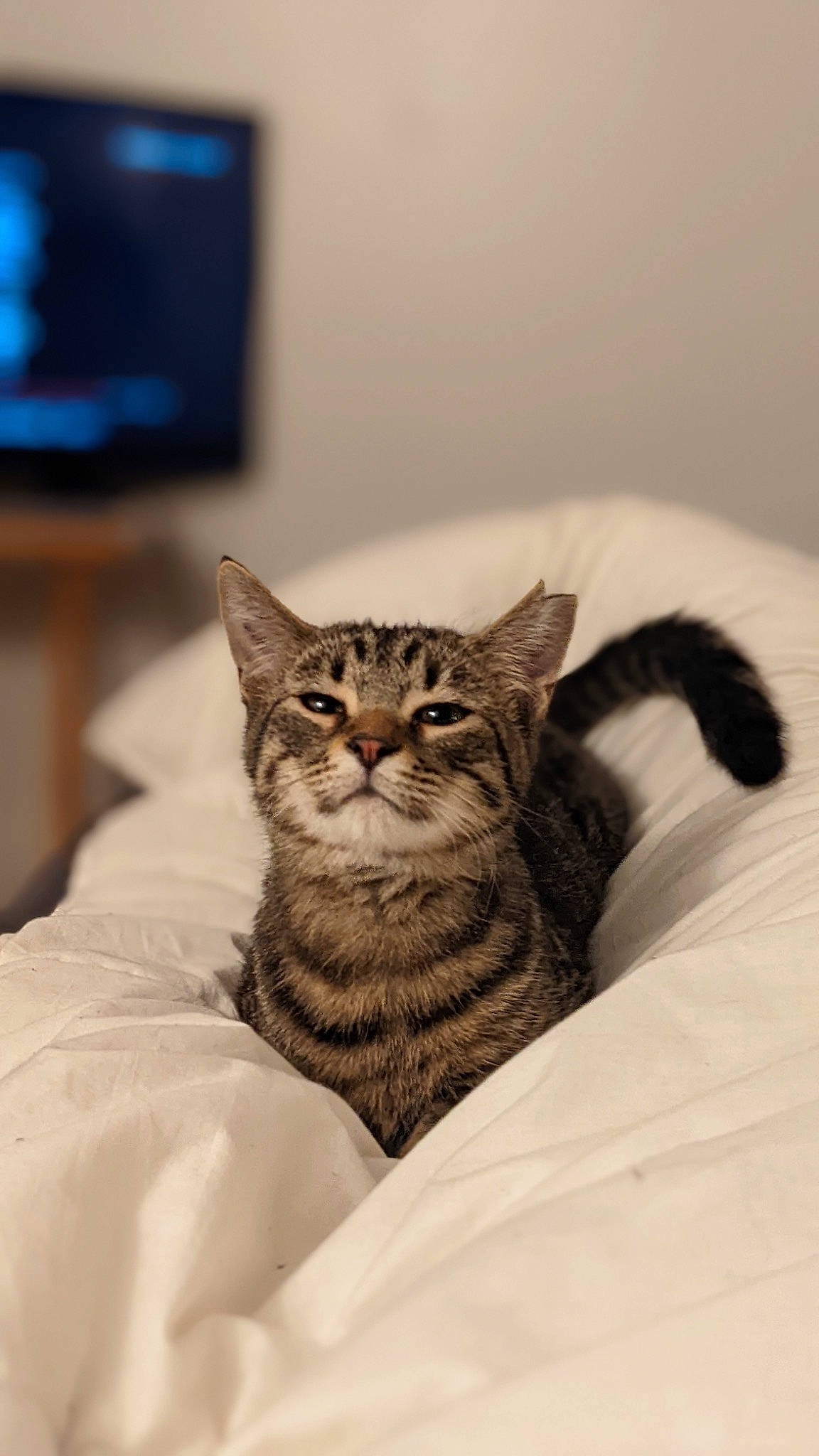 Christopher participe au concours pour gagner de l'argent avec cette photo : cable_television, carnivore, cat, comfort, domestic_short_haired_cat, felidae, fur, grey, led_backlit_lcd_display, monochrome_photography, sitting, small_to_medium_sized_cats, snout, television, television_set, terrestrial_animal, whiskers, wildlife, wood