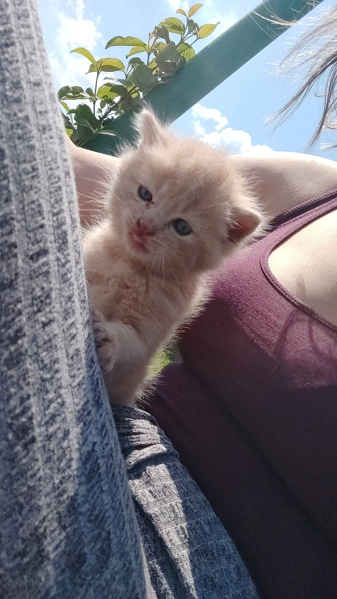 Baobab participe au concours pour gagner de l'argent avec cette photo : carnivore, cat, claw, comfort, domestic_short_haired_cat, fawn, felidae, fur, grass, paw, plant, small_to_medium_sized_cats, snout, tail, tints_and_shades, tree, whiskers, window, windshield, wood