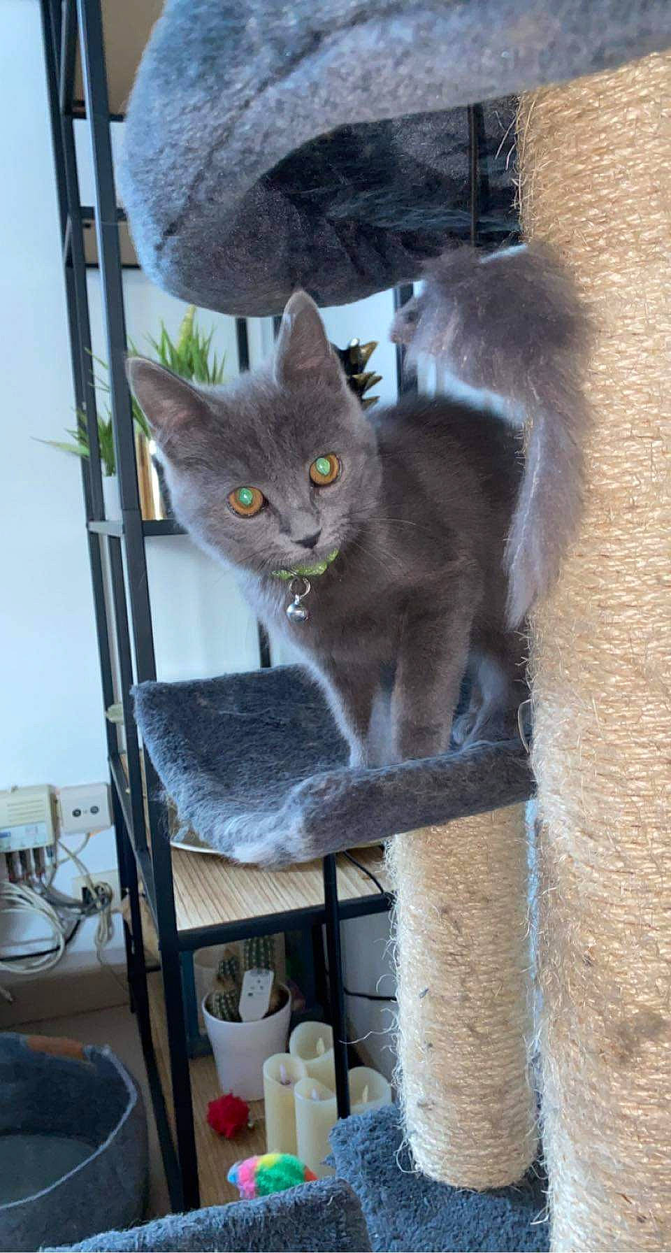 Baboo a rejoint le concours — aidez-le/la à gagner de superbes lots ! carnivore, cat, cat_supply, domestic_short_haired_cat, fawn, felidae, fur, grey, pet_supply, russian_blue, shelf, small_to_medium_sized_cats, tail, whiskers