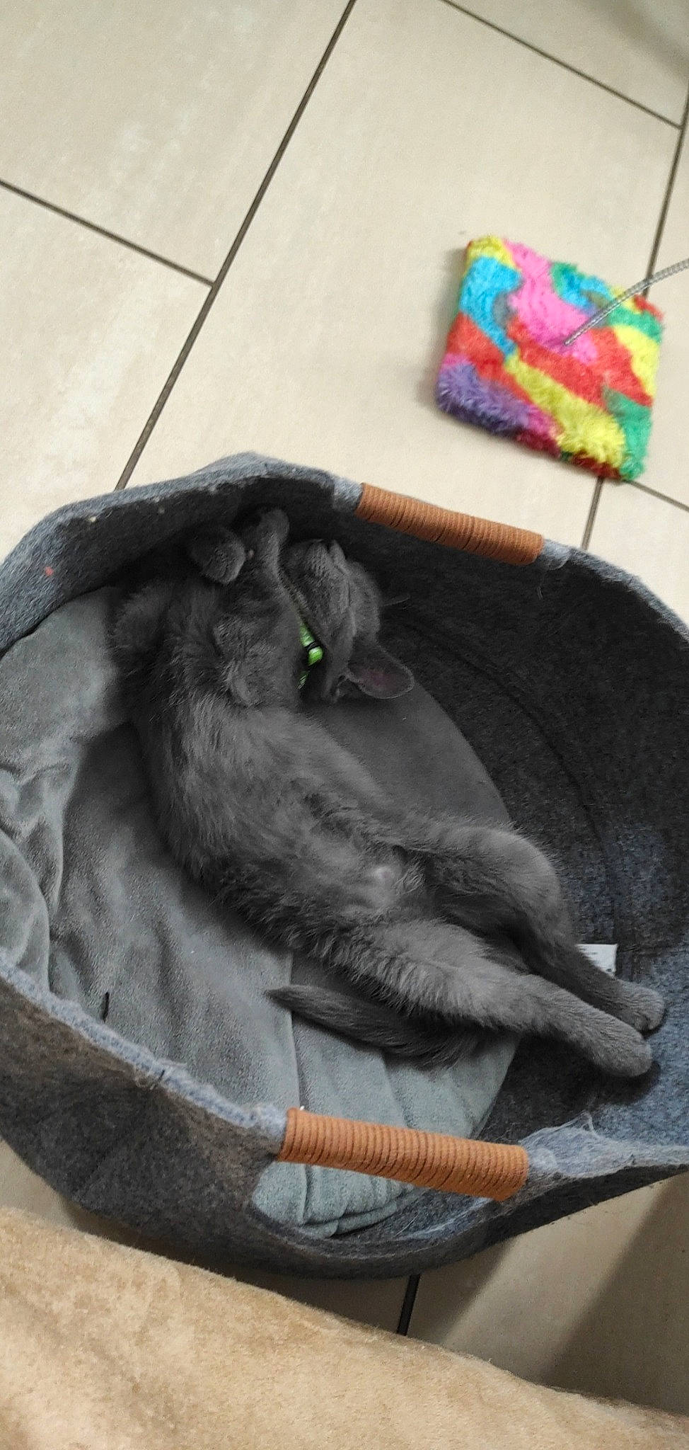 Baboo participe au concours pour gagner de l'argent avec cette photo : art, bag, black_cat, carnivore, claw, comfort, companion_dog, dog_breed, domestic_short_haired_cat, fashion_accessory, felidae, fur, grey, linens, paw, small_to_medium_sized_cats, snout, tail, whiskers, wool