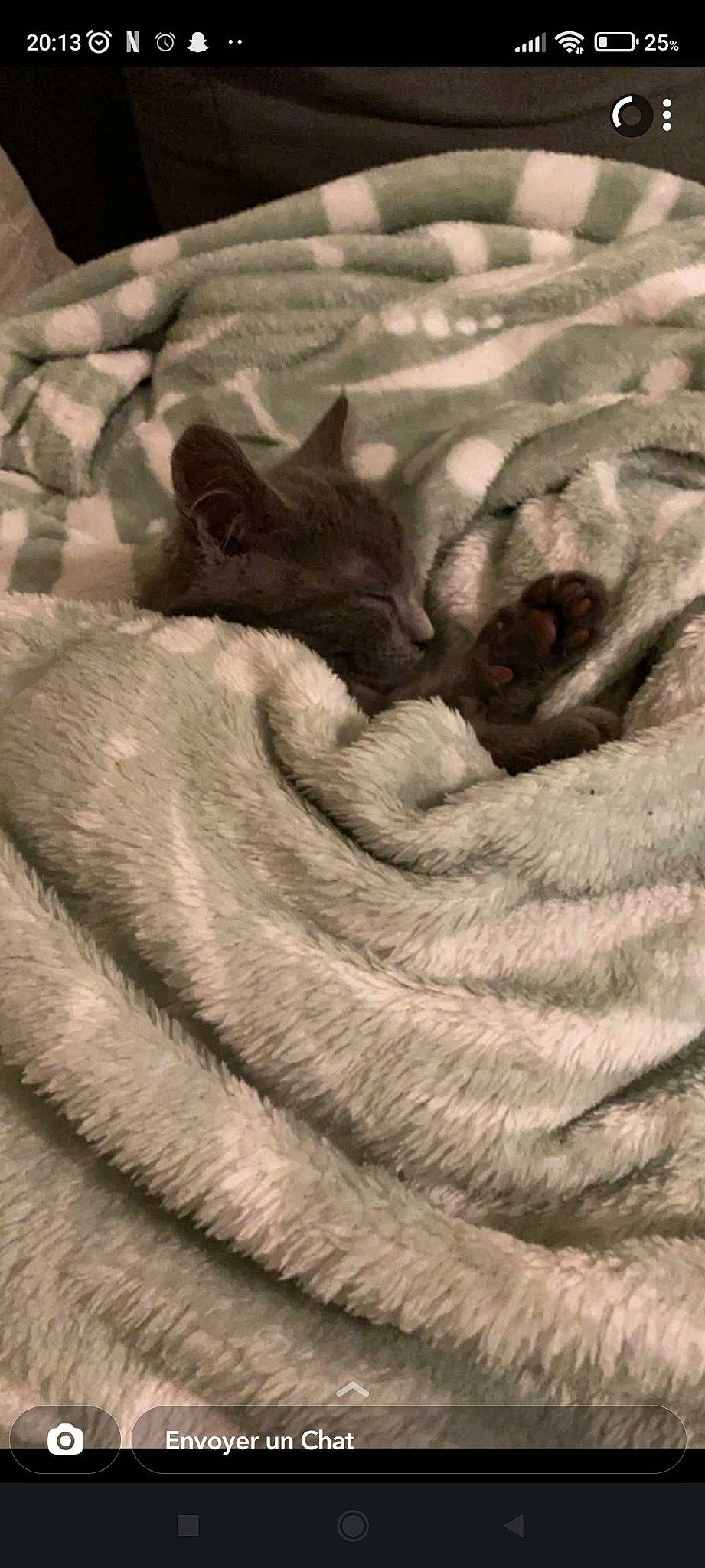 Baboo participe au concours pour gagner de l'argent avec cette photo : art, bedding, carnivore, cat, cloud, comfort, dog_breed, eye, felidae, fur, grey, linens, small_to_medium_sized_cats, snout, tail, tree, whiskers, wood, wool, wrinkle