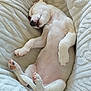 puppy, dog, sleeping, bed, blanket, cozy, pet, relaxed, cute, white, fur, animal, indoor, toy, pink, soft, paw, resting, comfort, napping