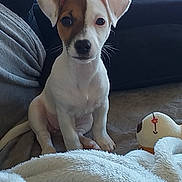 Stella participe au concours pour gagner de l'argent avec cette photo : puppy, dog, pet, indoor, blanket, couch, plush_toy, window, fur, ears, sitting, cute, animal, young_dog, domestic_animal, face, whiskers, tail, home, cozy