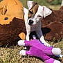 Stella a rejoint le concours — aidez-le/la à gagner de superbes lots ! puppy, dog, grass, toy, stuffed_animal, plush, outdoor, pet, animal, brown_and_white, cute, playful, sunlight, closeup, young_dog, nature, soft_toy, purple_toy, relaxed, daytime