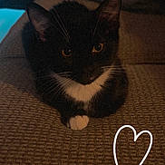 Bandit is registered to the contest to win money with this photo: cat, black_and_white, pet, feline, whiskers, couch, indoor, cozy, paw, texture, heart_doodle, dim_light, relaxed, cute, animal, fur, domestic, sitting, closeup, warm