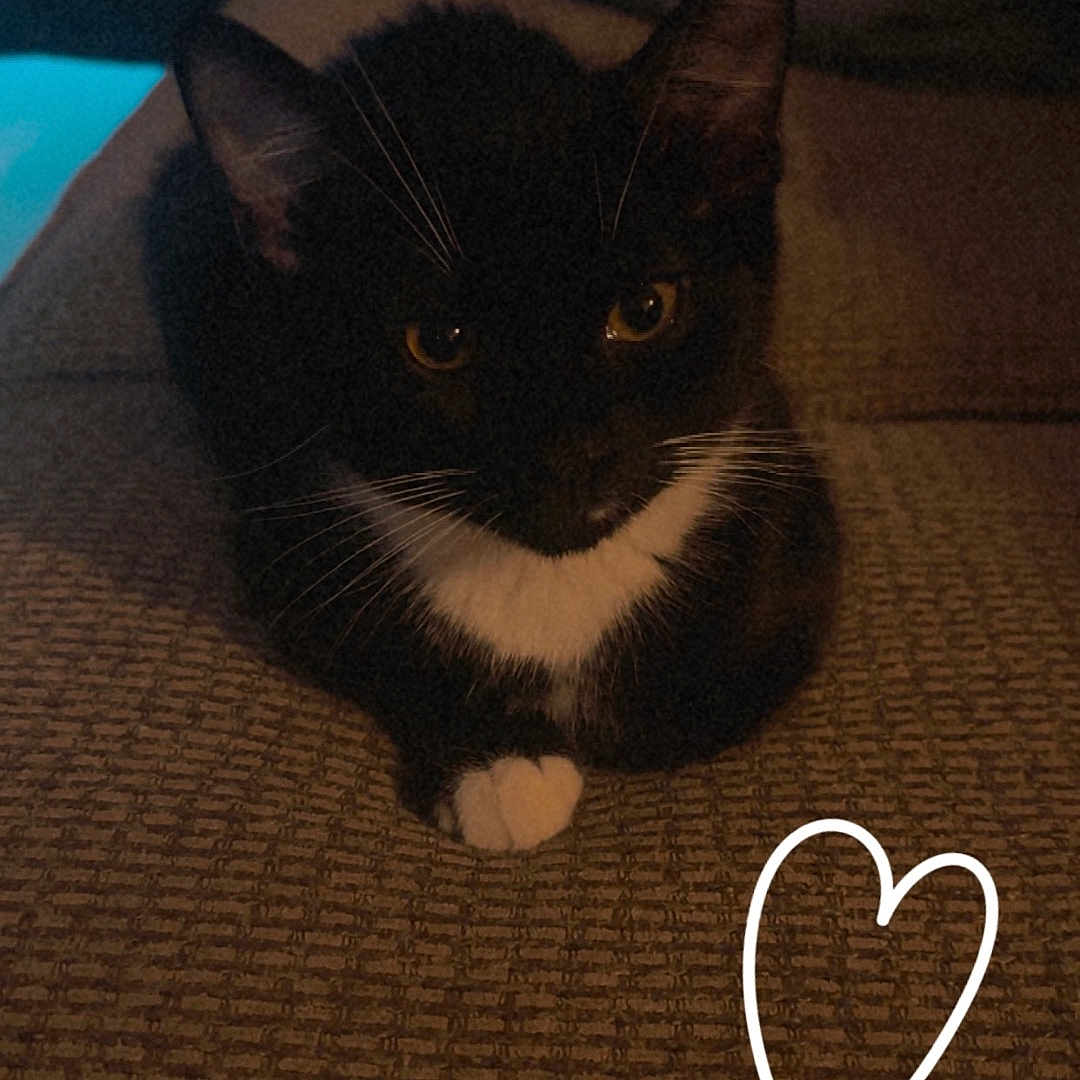 Bandit