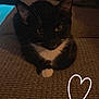 Smokey is registered to the contest to win money with this photo: cat, black_and_white, pet, feline, whiskers, couch, indoor, cozy, paw, texture, heart_doodle, dim_light, relaxed, cute, animal, fur, domestic, sitting, closeup, warm