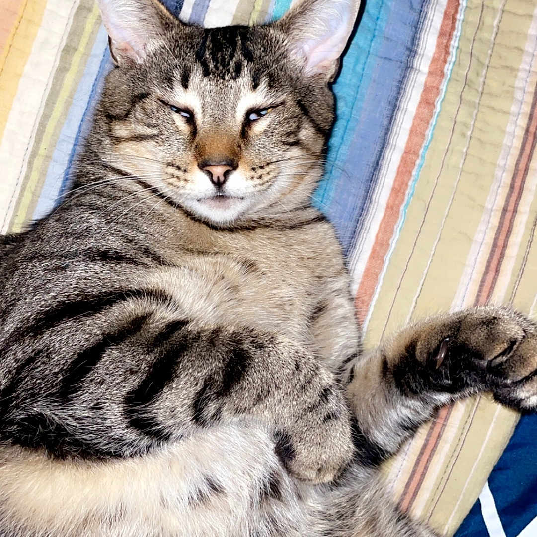 Smokey is registered to the contest to win money with this photo: animal, bed, cat, closeup, cute, domestic_animal, ears, feline, fur, indoor, mammal, paw, pet, quilt, relaxed, resting, sleepy, striped, tabby, whiskers