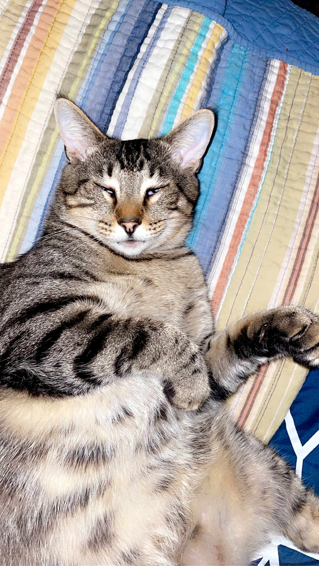 Smokey is registered to the contest to win money with this photo: cat, tabby, pet, feline, striped, fur, whiskers, relaxed, sleepy, quilt, bed, indoor, closeup, paw, ears, animal, cute, resting, domestic_animal, mammal