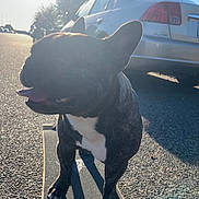 Draco joined the competition — help win amazing prizes! dog, french_bulldog, skateboard, street, sunlight, car, trees, shadow, tongue_out, ears, black_and_white, pet, outdoor, daytime, animal, road, sidewalk, happy, playful, canine