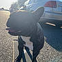 dog, french_bulldog, skateboard, street, sunlight, car, trees, shadow, tongue_out, ears, black_and_white, pet, outdoor, daytime, animal, road, sidewalk, happy, playful, canine