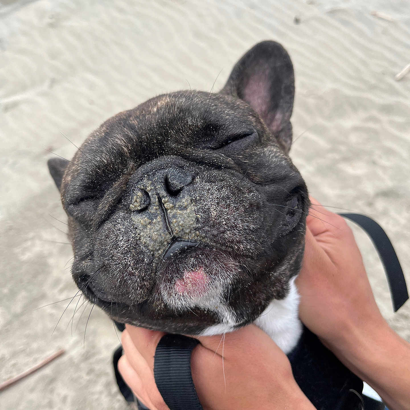 Draco