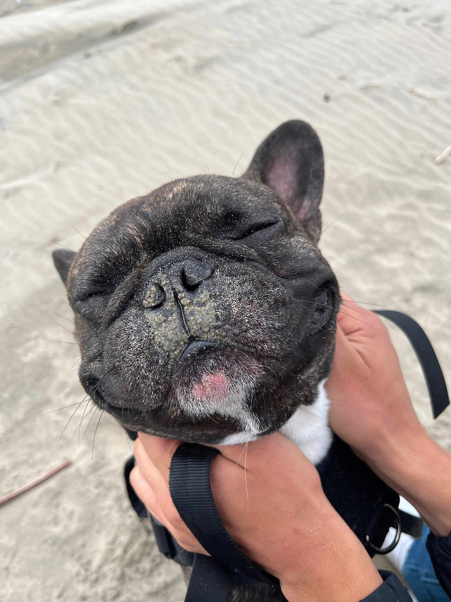 Draco