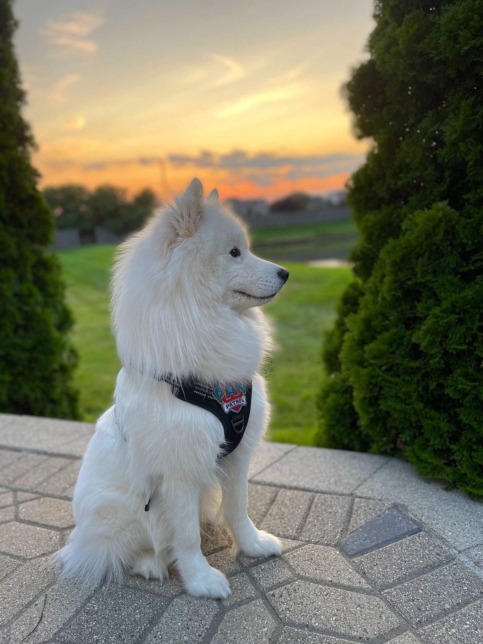 Ollie is registered to the contest to win money with this photo: ancient_dog_breeds, carnivore, cloud, collar, companion_dog, cumulus, dog, dog_breed, fur, grass, indian_spitz, plant, road_surface, sidewalk, sky, spitz, tail, tree, working_animal, working_dog