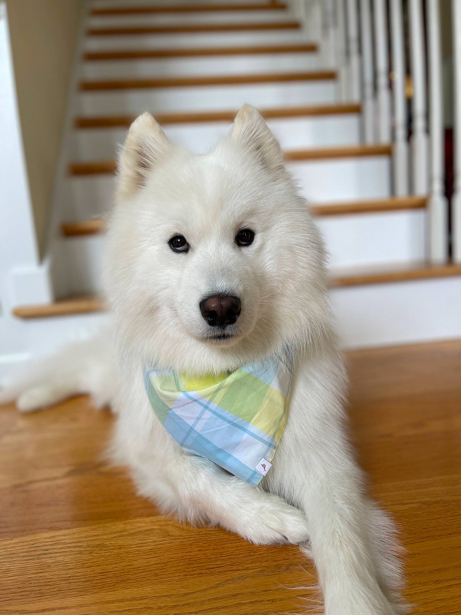 Ollie is registered to the contest to win money with this photo: american_eskimo_dog, canidae, carnivore, companion_dog, dog, dog_breed, flooring, fur, german_spitz, german_spitz_klein, german_spitz_mittel, hardwood, indian_spitz, japanese_spitz, samoyed, snout, spitz, sporting_group, volpino_italiano, working_animal