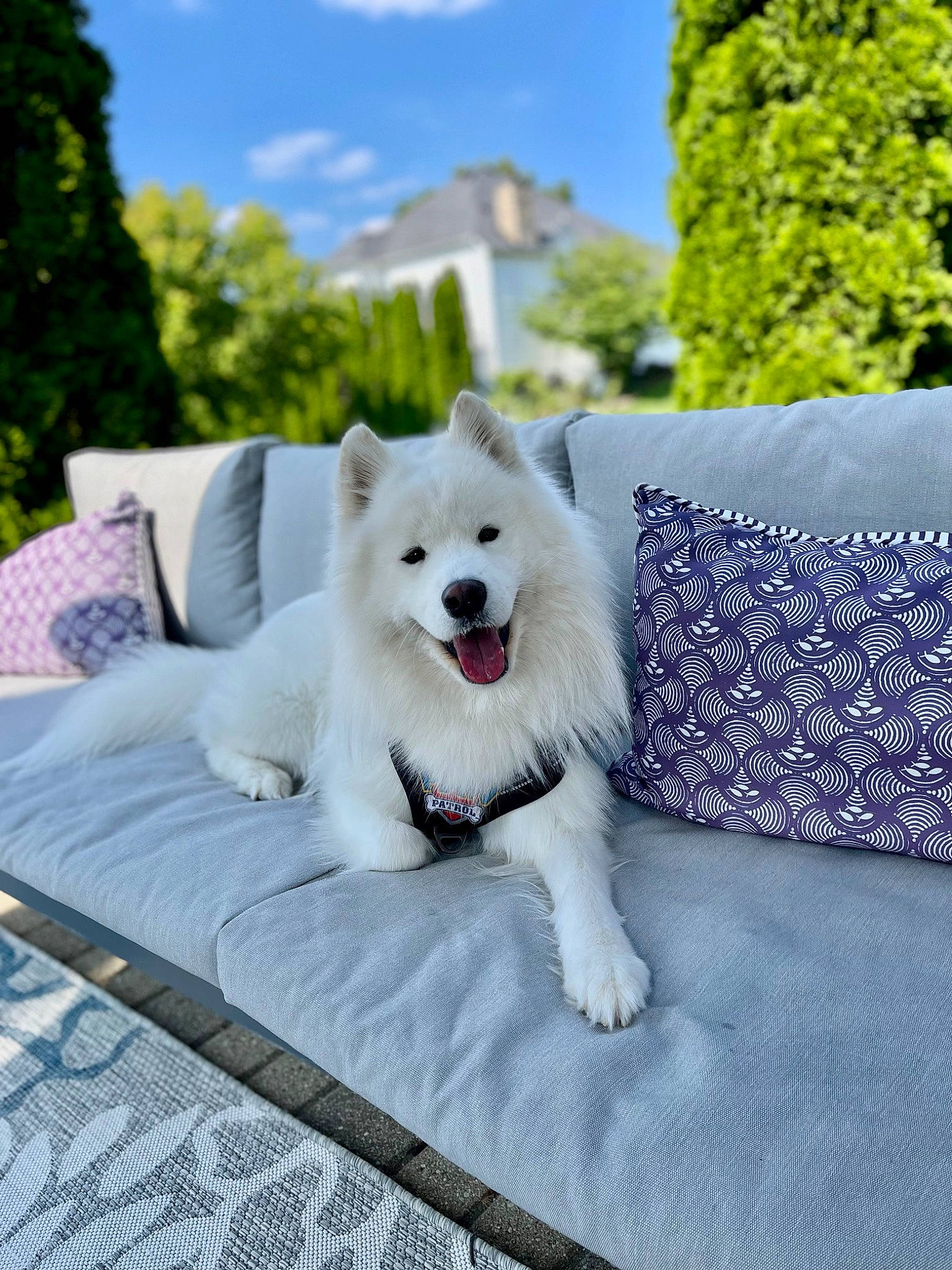 Ollie joined the competition — help win amazing prizes! american_eskimo_dog, canidae, carnivore, cloud, companion_dog, dog, dog_breed, dog_supply, grass, home_accessories, japanese_spitz, outdoor_furniture, plant, rectangle, sky, spitz, sporting_group, tail, tree, volpino_italiano